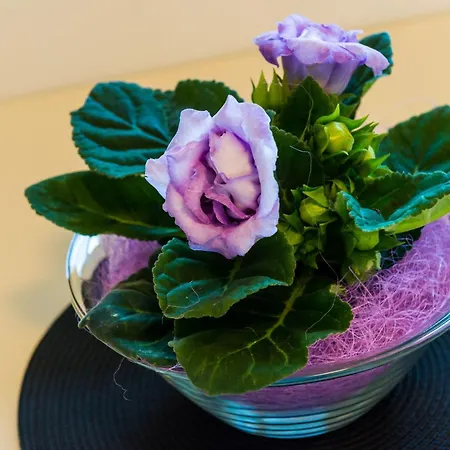 Lejlighed Eulalija- One-bedroom With Terrace And Sea View Dubrovnik